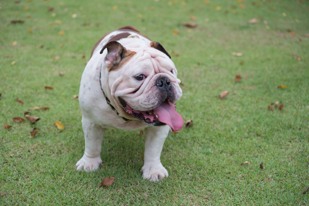 Гигиена влияет на то, сколько живут английские бульдоги