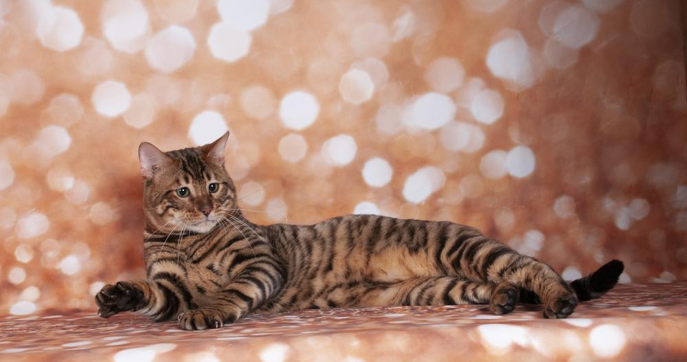 История происхождения породы тойгер