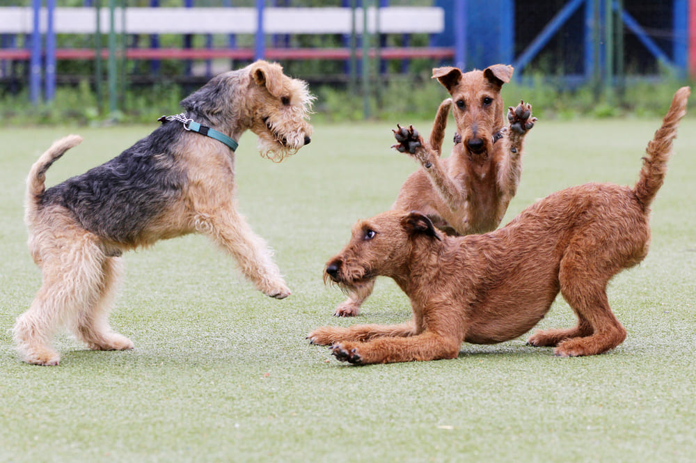 Лейкленд-терьер хорошо относится к детям