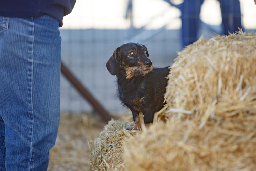 Профилактика болезней влияет на то, сколько живут таксы