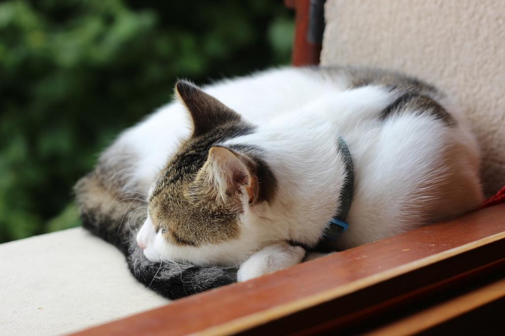 Что влияет на выбор кошки места для сна