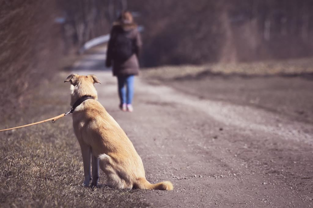 Как научить собаку команде «Ждать» 