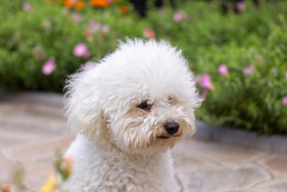 Может ли у человека быть аллергия на бишон фризе?