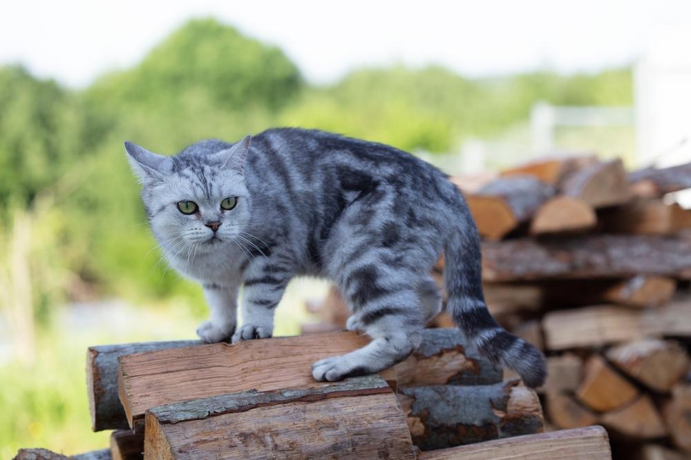 Способы лечения атаксии у кошек