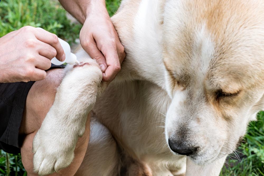 опасен ли дерматит у собак для людей и других животных