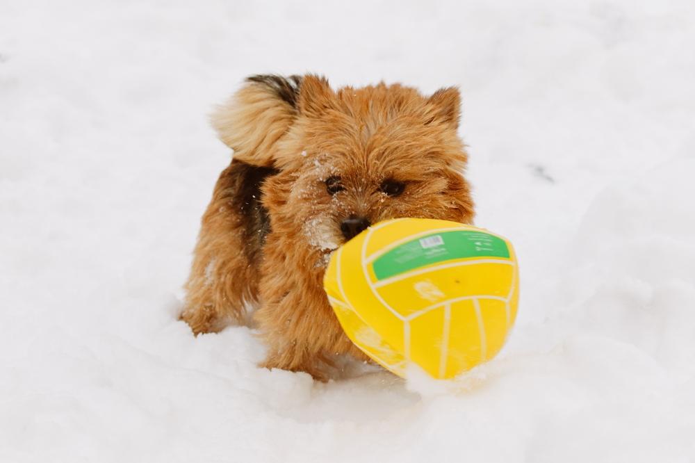 Выгул и активность норвич-терьера