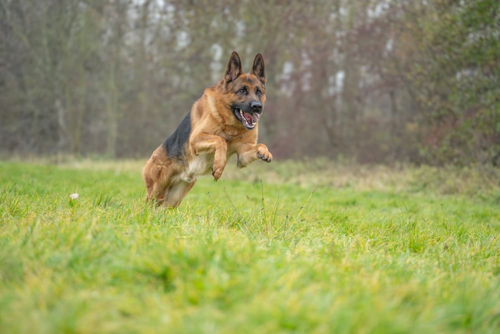 Можно определить, сколько прожила немецкая овчарка по человеческим меркам