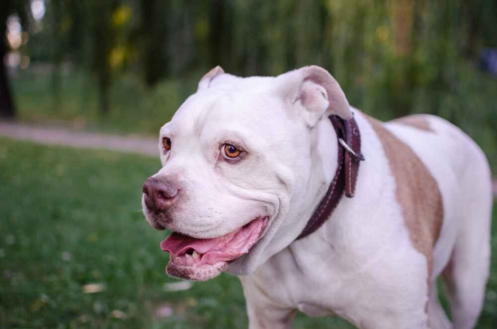 Владельцу полезно знать, сколько этапов взросления проживает американский бульдог