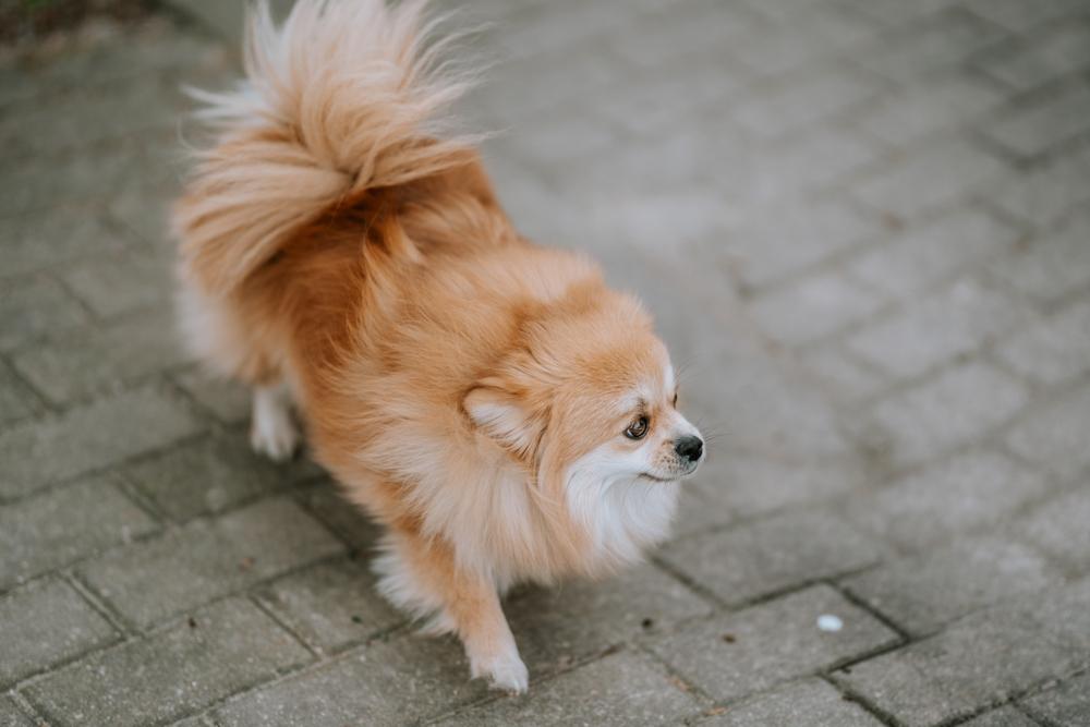 Какой характер у шпица рыжего цвета?