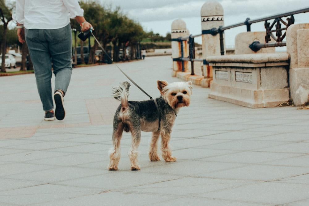 Нужно контролировать, сколько весит йоркширский терьер