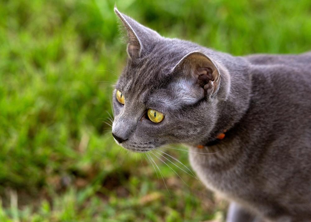 Гладкошерстные кошки с зелеными глазами: корат Гладкошерстные кошки с зелеными глазами: корат