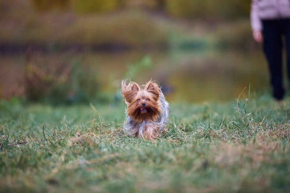 На начало течки у йоркширского терьера влияет наследственность