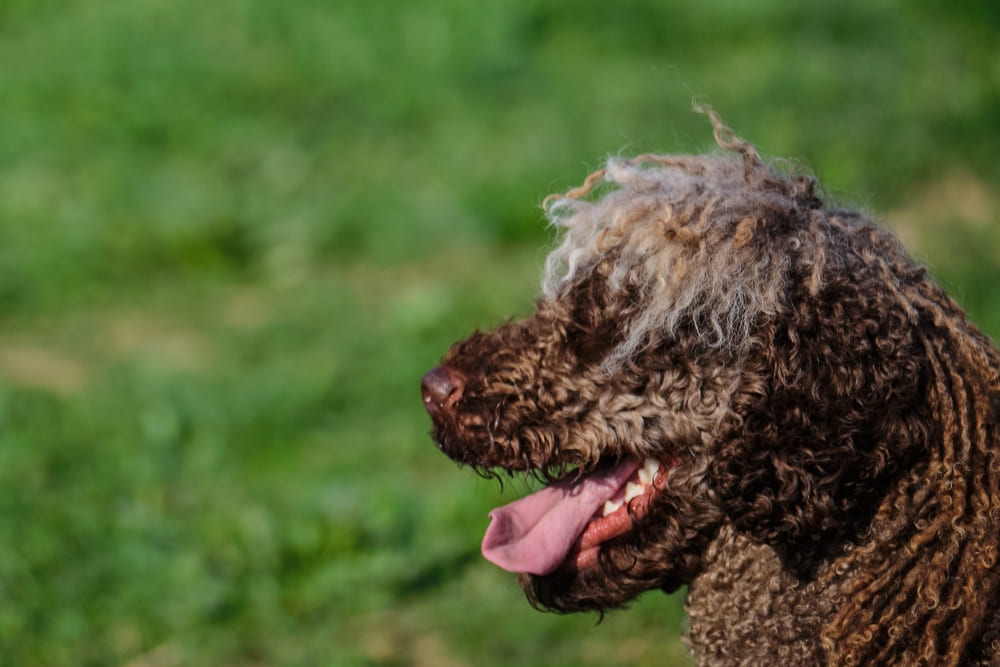 У испанских водяных собак встречаются болезни глаз
