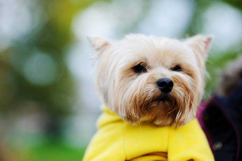 Болезни голдаст-йорка 