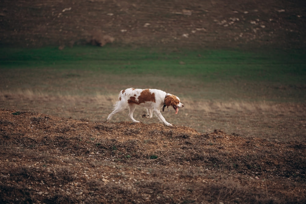 Бретонских эпаньолей пет-класса обычно кастрируют
