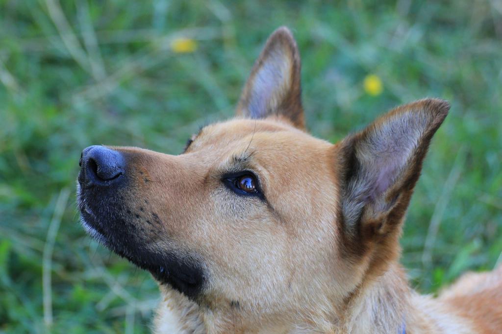 Профилактика хламидиоза у собак Профилактика хламидиоза у собак