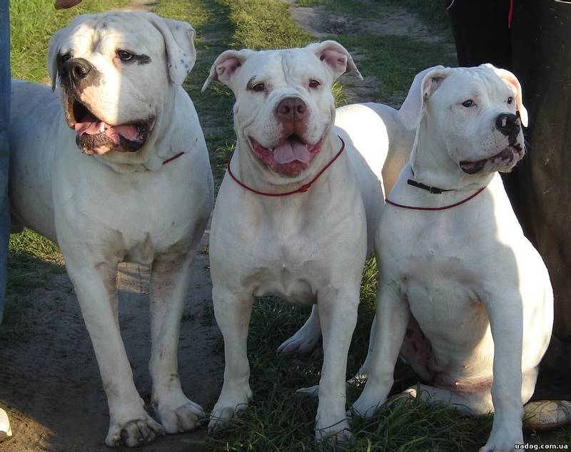 Уход и содержание алапахского бульдога