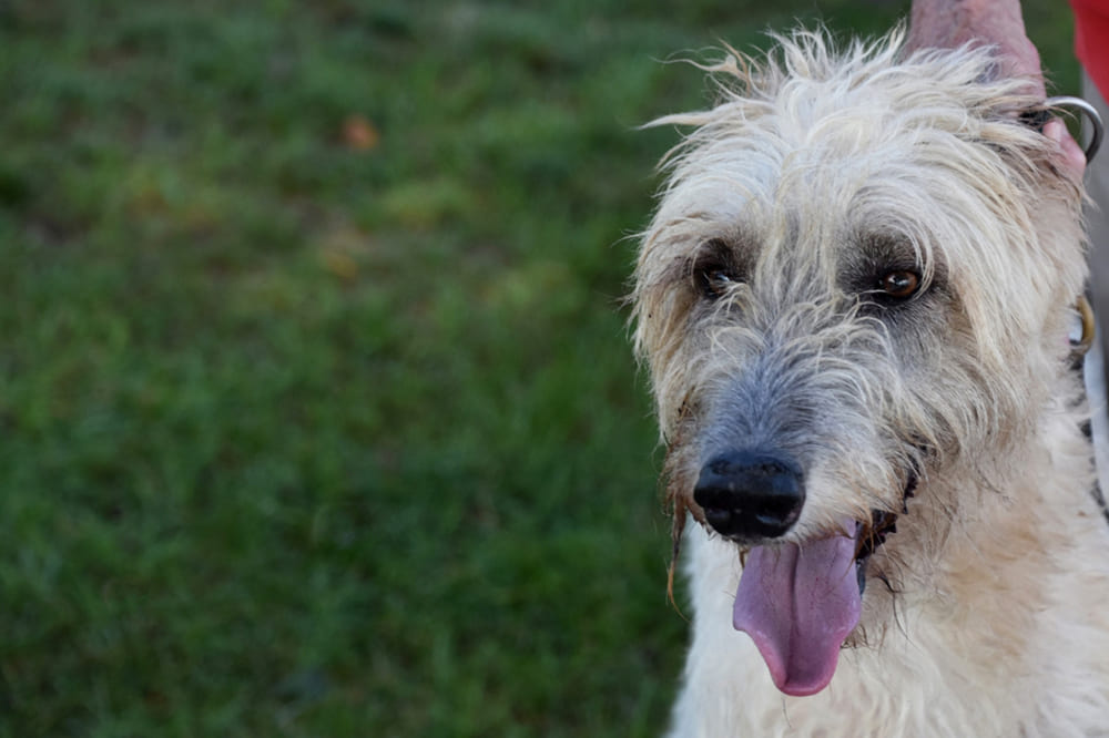 Сколько весит ирландский волкодав?