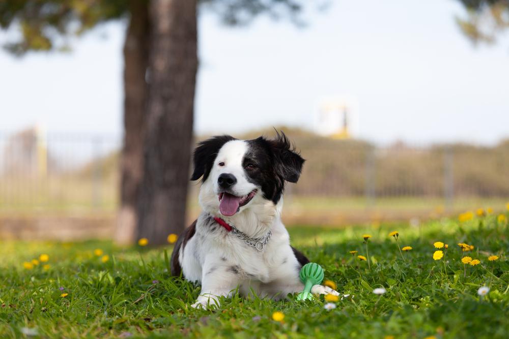 Темперамент греческой овчарки 