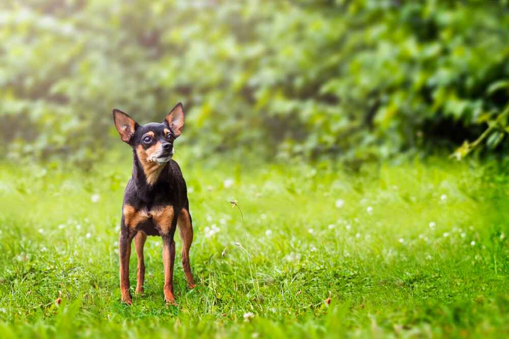 Условия содержания влияют на то, сколько проживет пражский крысарик