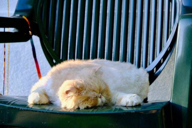 Что влияет на продолжительность сна кошек