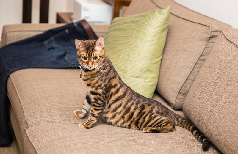 Гладкошерстные породы кошек: тойгер Гладкошерстные породы кошек: тойгер