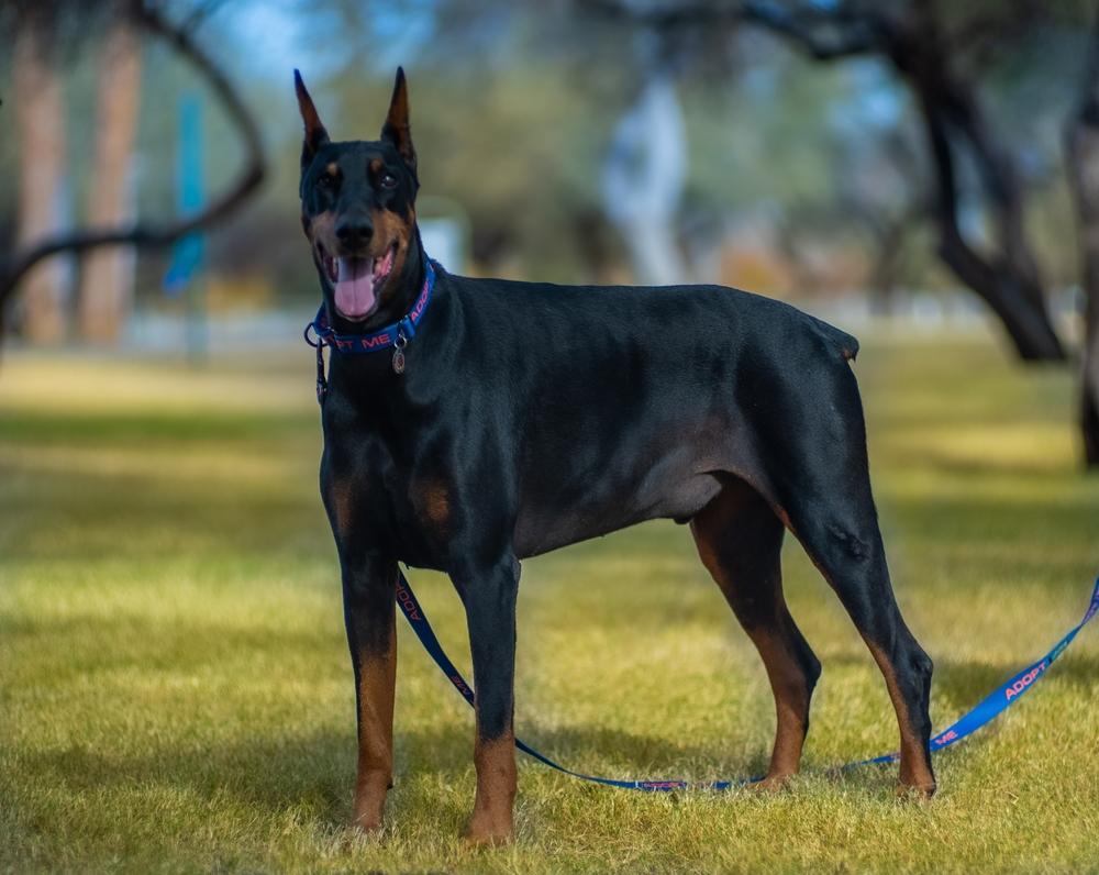 Как обучить добермана базовым командам Как обучить добермана базовым командам