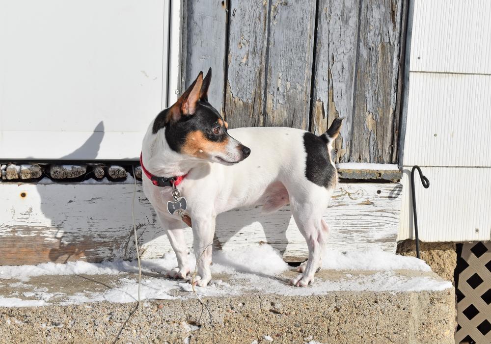 Характер тедди-рузвельт-терьера