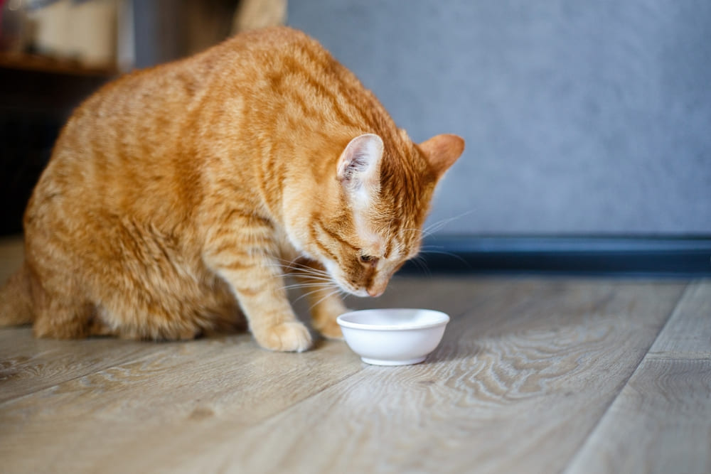 Узнайте у диетолога, можно ли кошке авокадо