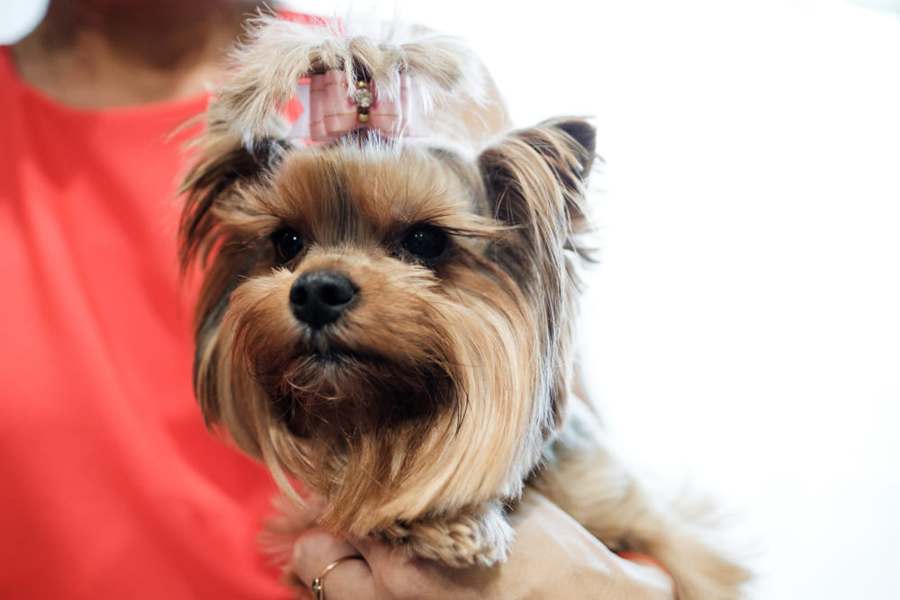 Течка у йоркширского терьера проходит в несколько этапов