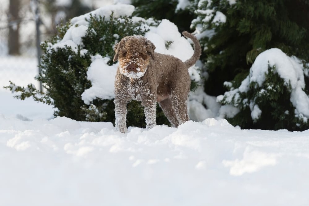 Лаготто романьоло лучше приобретать у проверенного заводчика