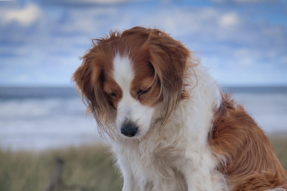 Коикерхондье может осваивать трюки