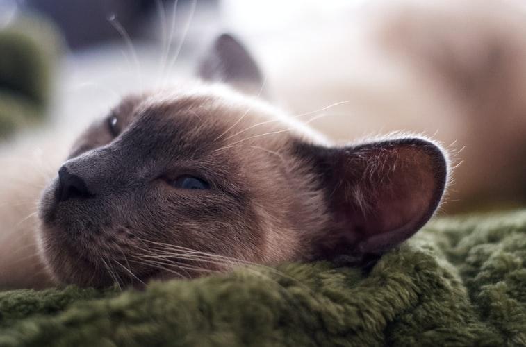 Болезни сиамской кошки 