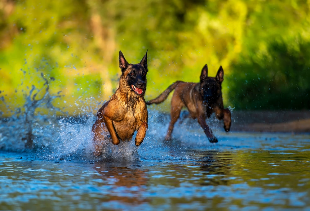 Малинуа не любят чужаков