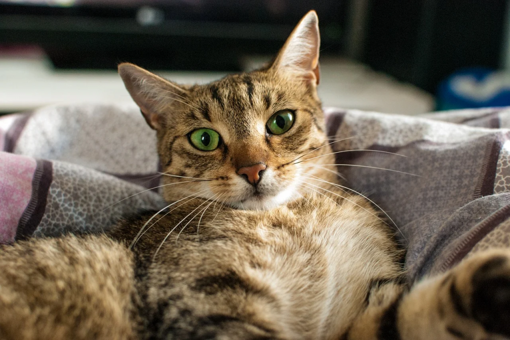 Причины отклонения давления от нормы у котов