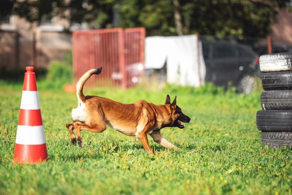 Как проходят соревнования по мондьорингу для собак