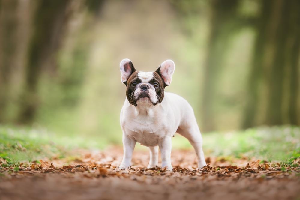 Как выглядит белый французский бульдог?