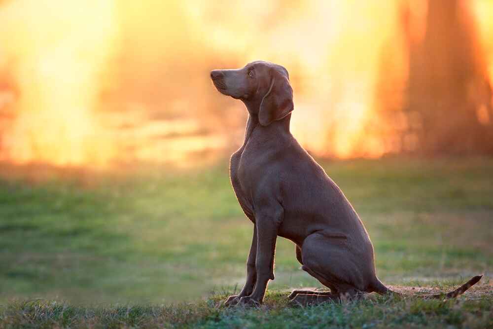 Веймаранер нуждается в правильном питании