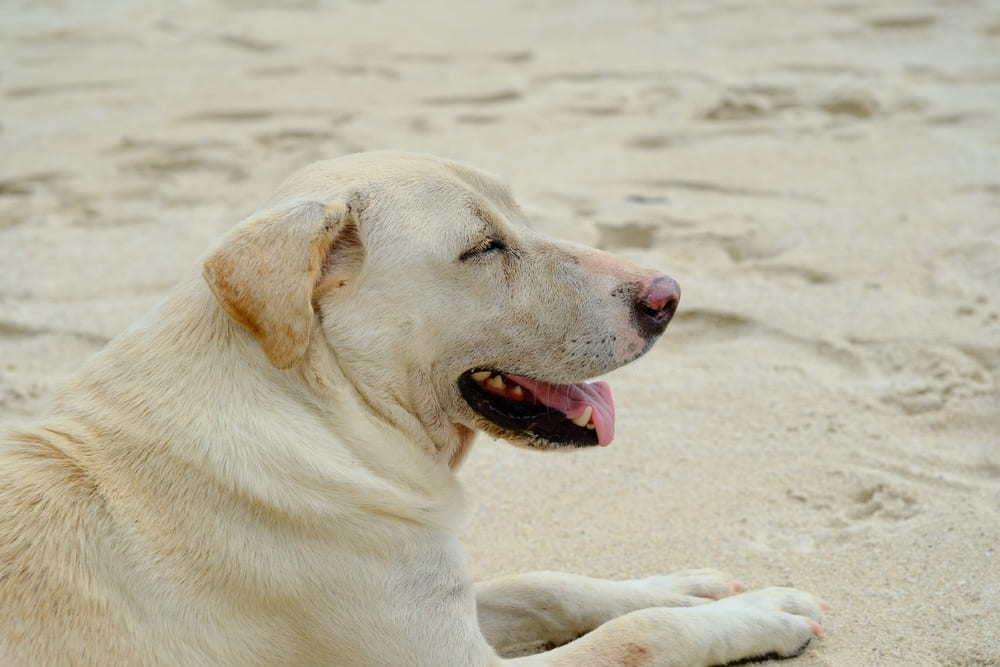 Во время вязки лабрадор может испытывать стресс