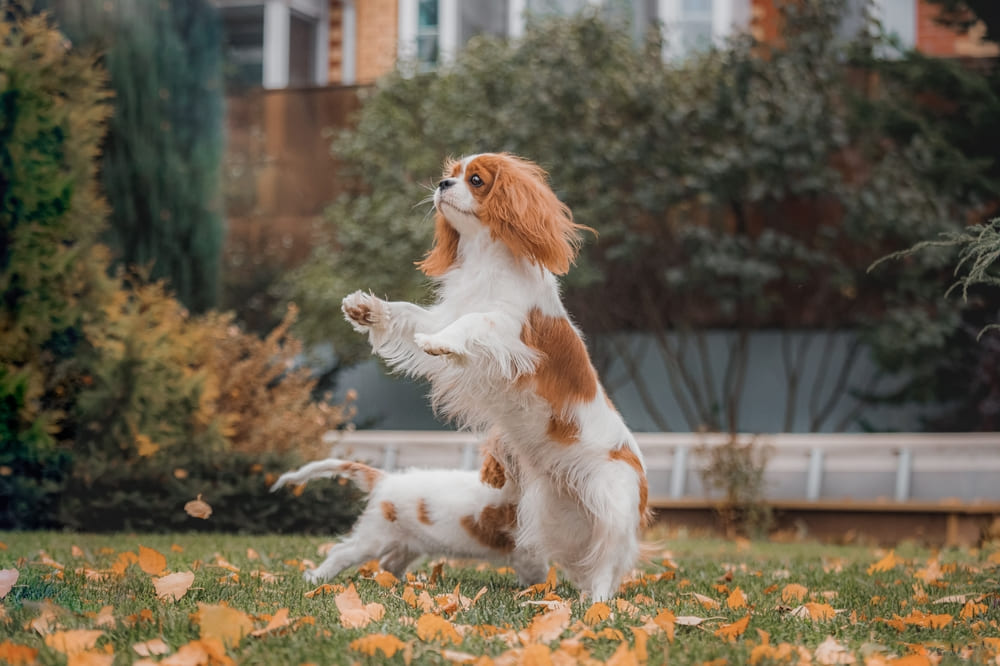 У кавалер-кинг-чарльз-спаниелей могут возникать болезни сердца