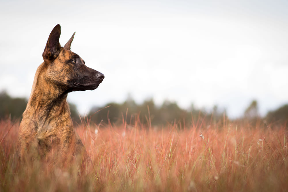 Голландским овчаркам необходимы обработки от паразитов