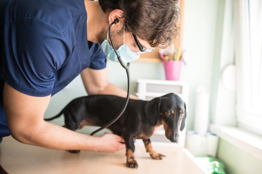 почему у собаки повышен билирубин
