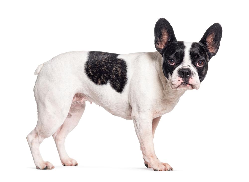 Белый французский бульдог с пятнами