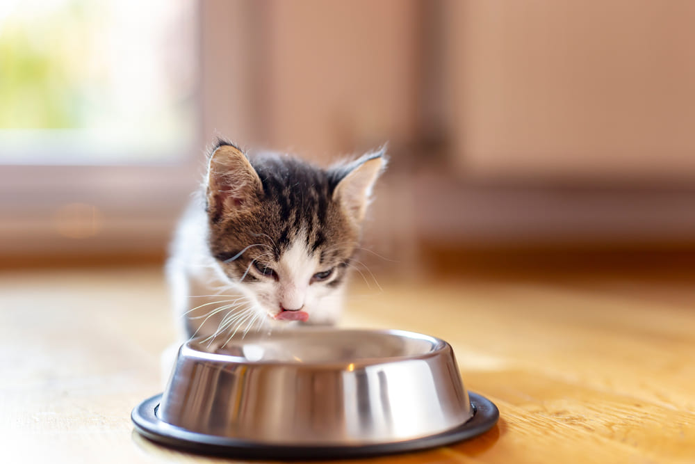 Надо знать, можно ли рукколу взрослеющей кошке