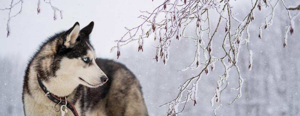 Разрешенные FCI окрасы хаски: соболь Разрешенные FCI окрасы хаски: соболь