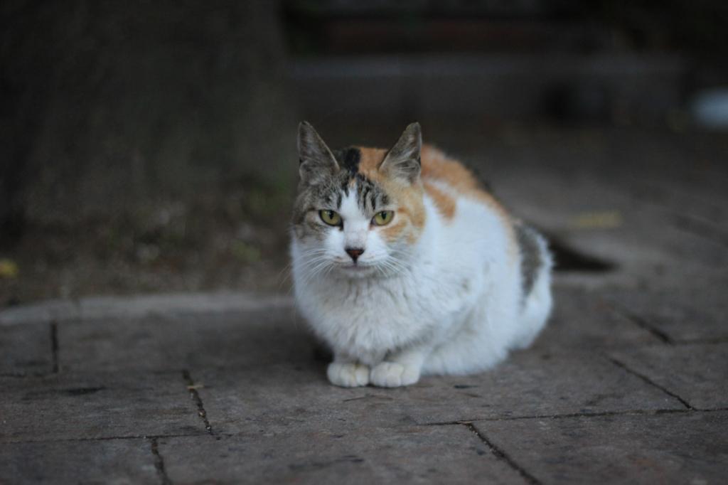 У кошки абсцесс чем лечить