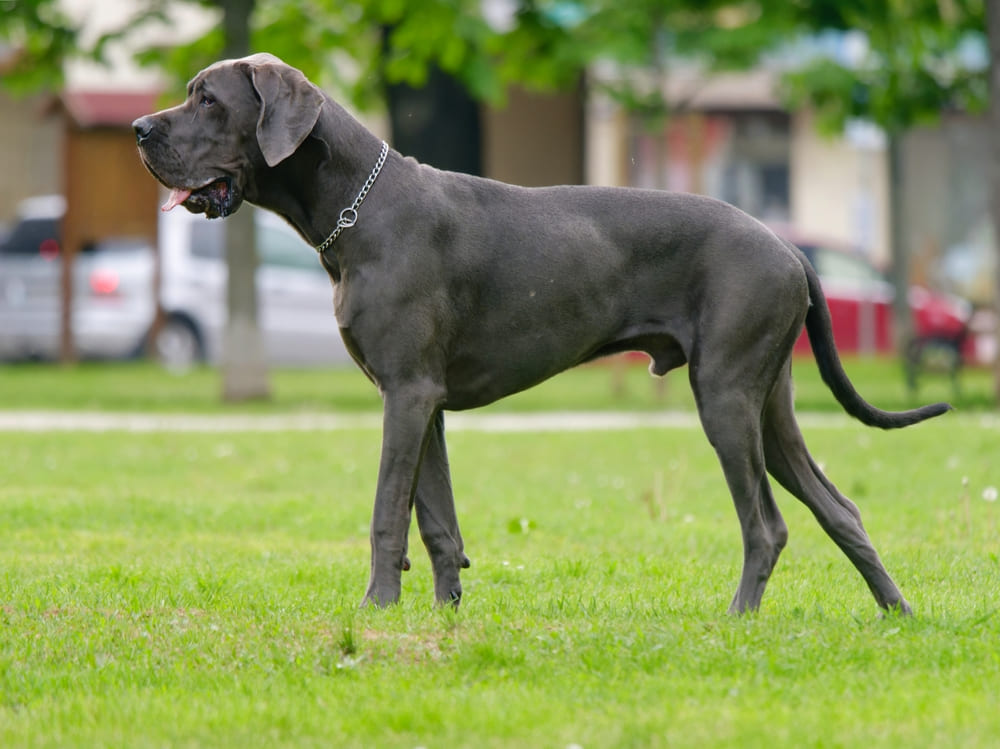 Питание влияет на то, сколько весит немецкий дог