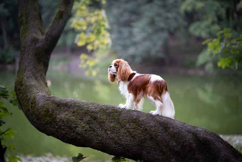 Кавалер-кинг-чарльз-спаниель на дереве