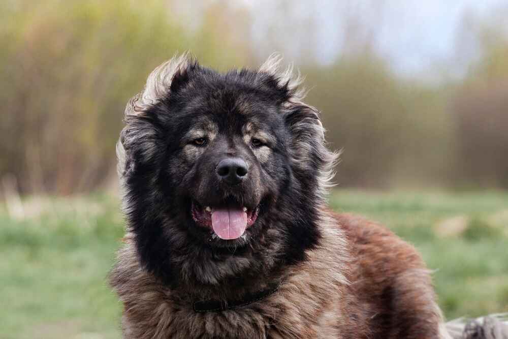 Это кавказец