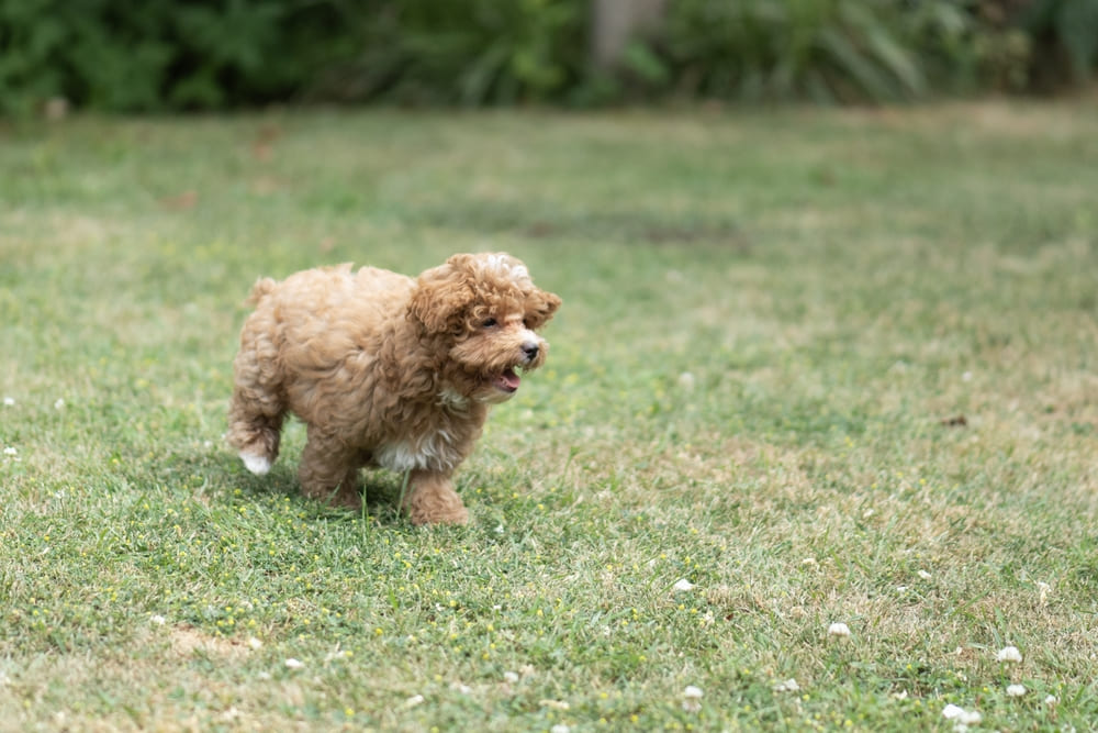Владельцу важно знать, сколько весит мальтипу в норме